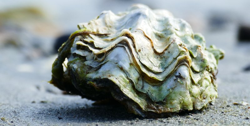 Oysters Aphrodisiac And Other Foods To Get You In The Mood