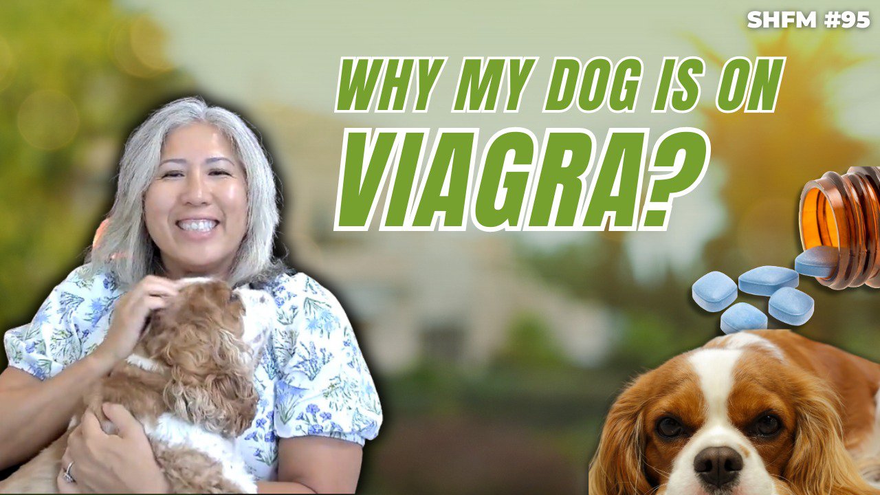 Why My Dog Is On Viagra But Not My Patients