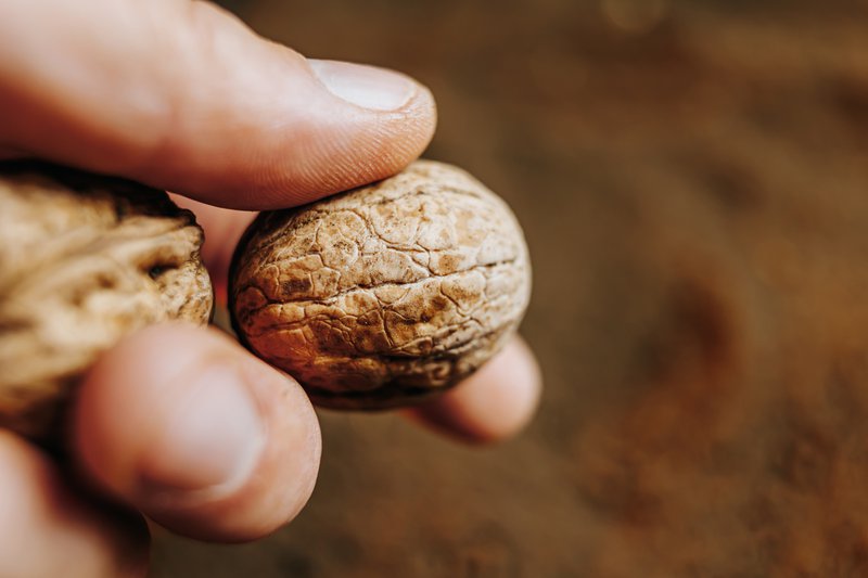 The prostate is a small gland, about the size of a walnut